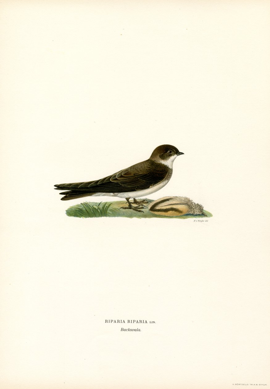Sand Martin (Renk Lito) by Magnus Ferdinand and Wilhelm von Wright