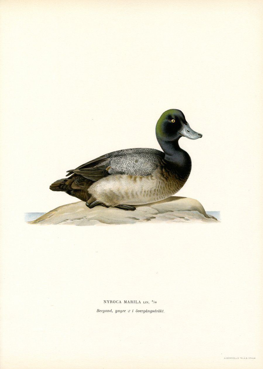 Amerikan Scaup Duck (renkli lito) by Magnus Ferdinand and Wilhelm von Wright