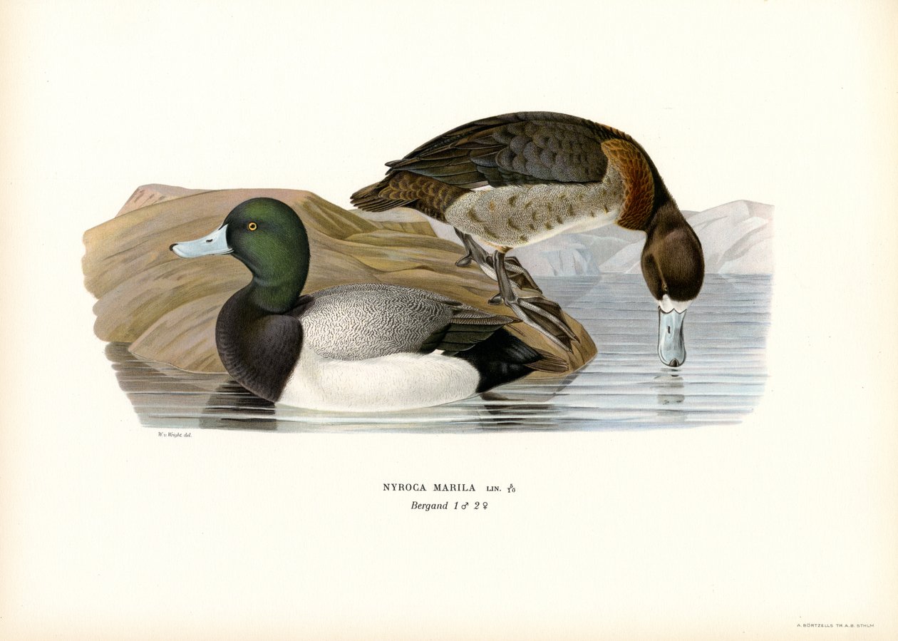 Amerikan Scaup Duck (renkli lito) by Magnus Ferdinand and Wilhelm von Wright
