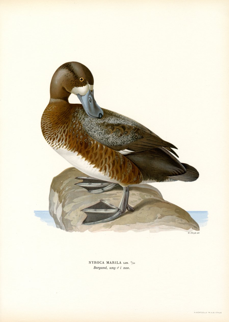 Amerikan Scaup Duck (renkli lito) by Magnus Ferdinand and Wilhelm von Wright