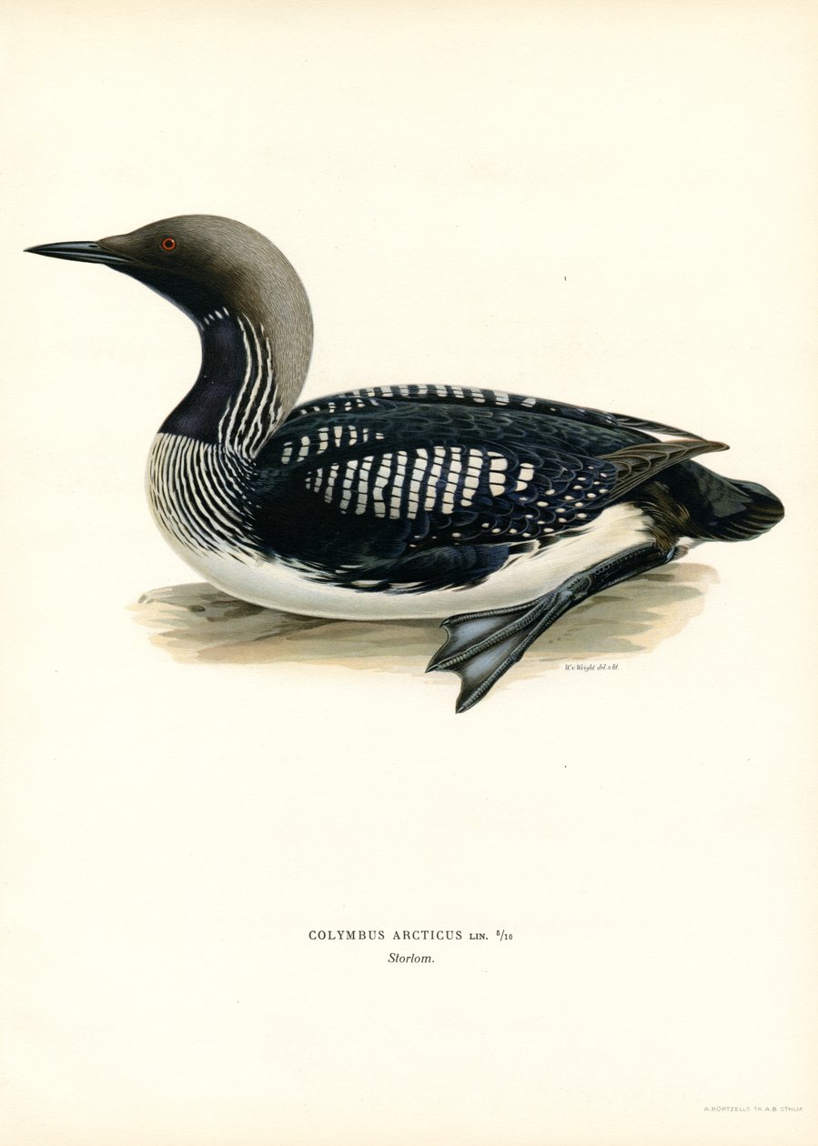 Arctic Loon (renkli taş) by Magnus Ferdinand and Wilhelm von Wright