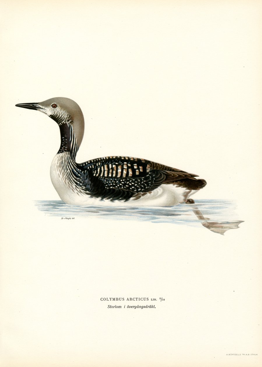 Arctic Loon (renkli taş) by Magnus Ferdinand and Wilhelm von Wright