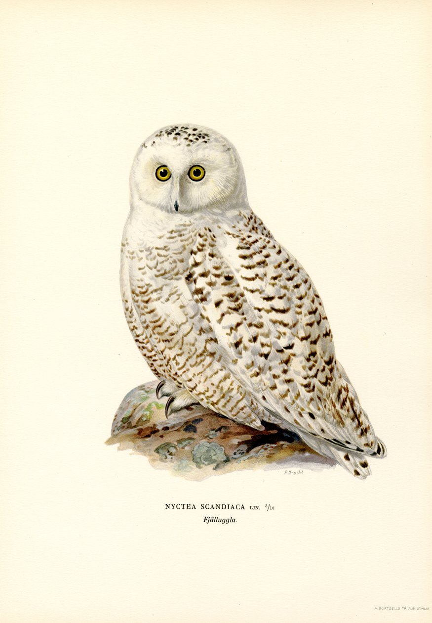 Kutup Baykuşu (renkli taş) by Magnus Ferdinand and Wilhelm von Wright