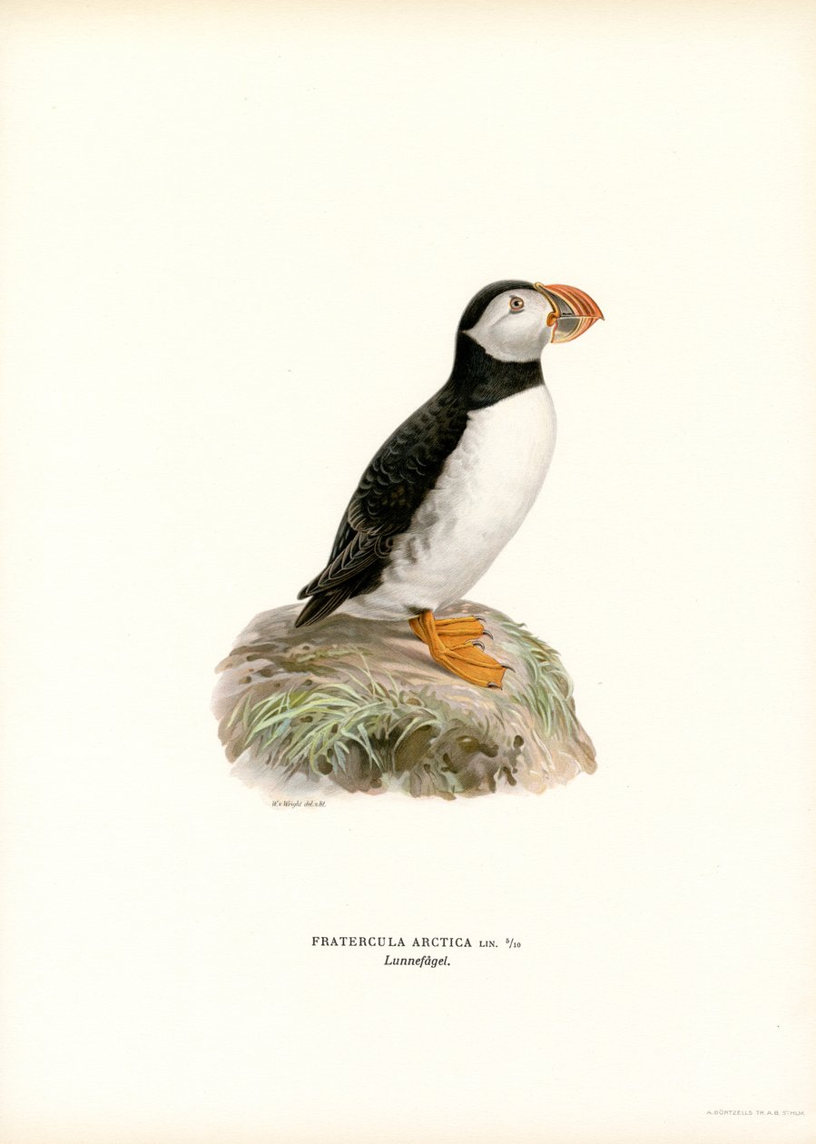 Atlantik martı (renkli taş) by Magnus Ferdinand and Wilhelm von Wright