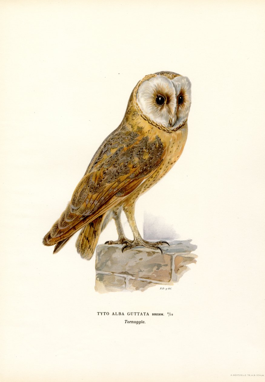 Peçeli Baykuş (renkli taş) by Magnus Ferdinand and Wilhelm von Wright