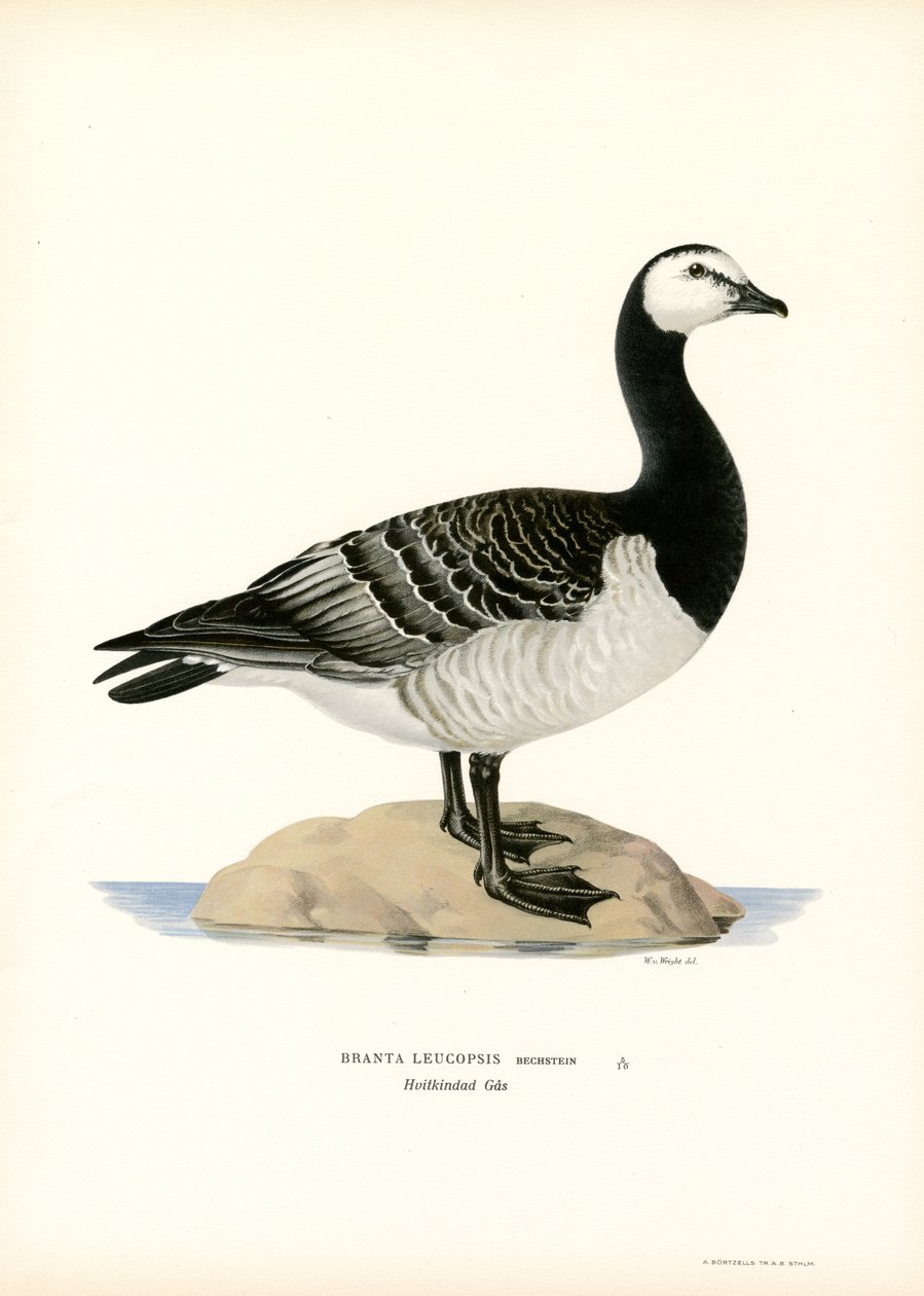 Barnacle Goose (renkli lito) by Magnus Ferdinand and Wilhelm von Wright