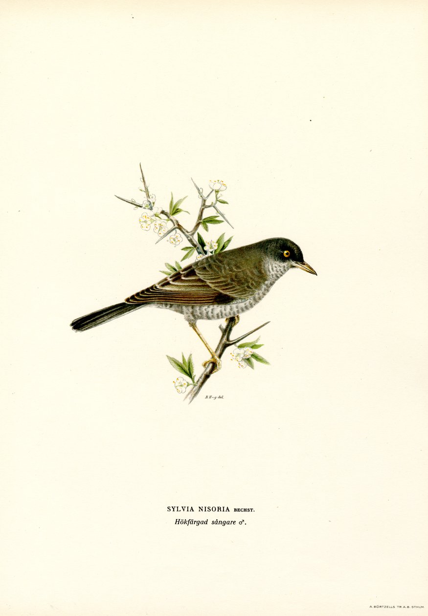 Çubuklu Ötleğen (renkli lito) by Magnus Ferdinand and Wilhelm von Wright