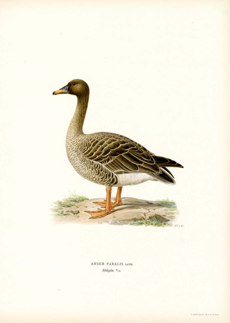 Fasulye Kazı (renkli taş) by Magnus Ferdinand and Wilhelm von Wright