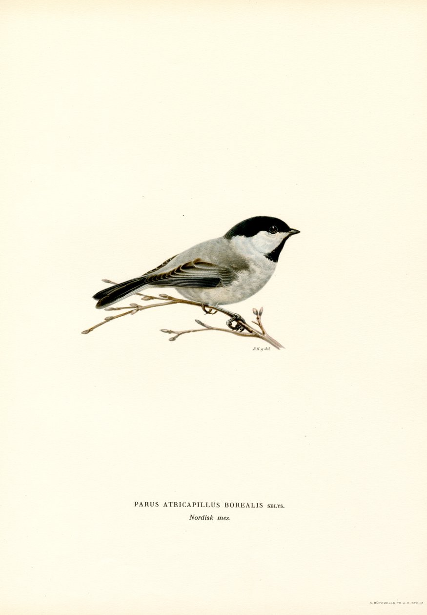 Siyah başlıklı Chickadee (renkli taş) by Magnus Ferdinand and Wilhelm von Wright