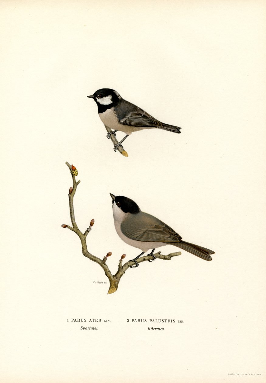 Siyah tepeli baştankara (renkli taş) by Magnus Ferdinand and Wilhelm von Wright