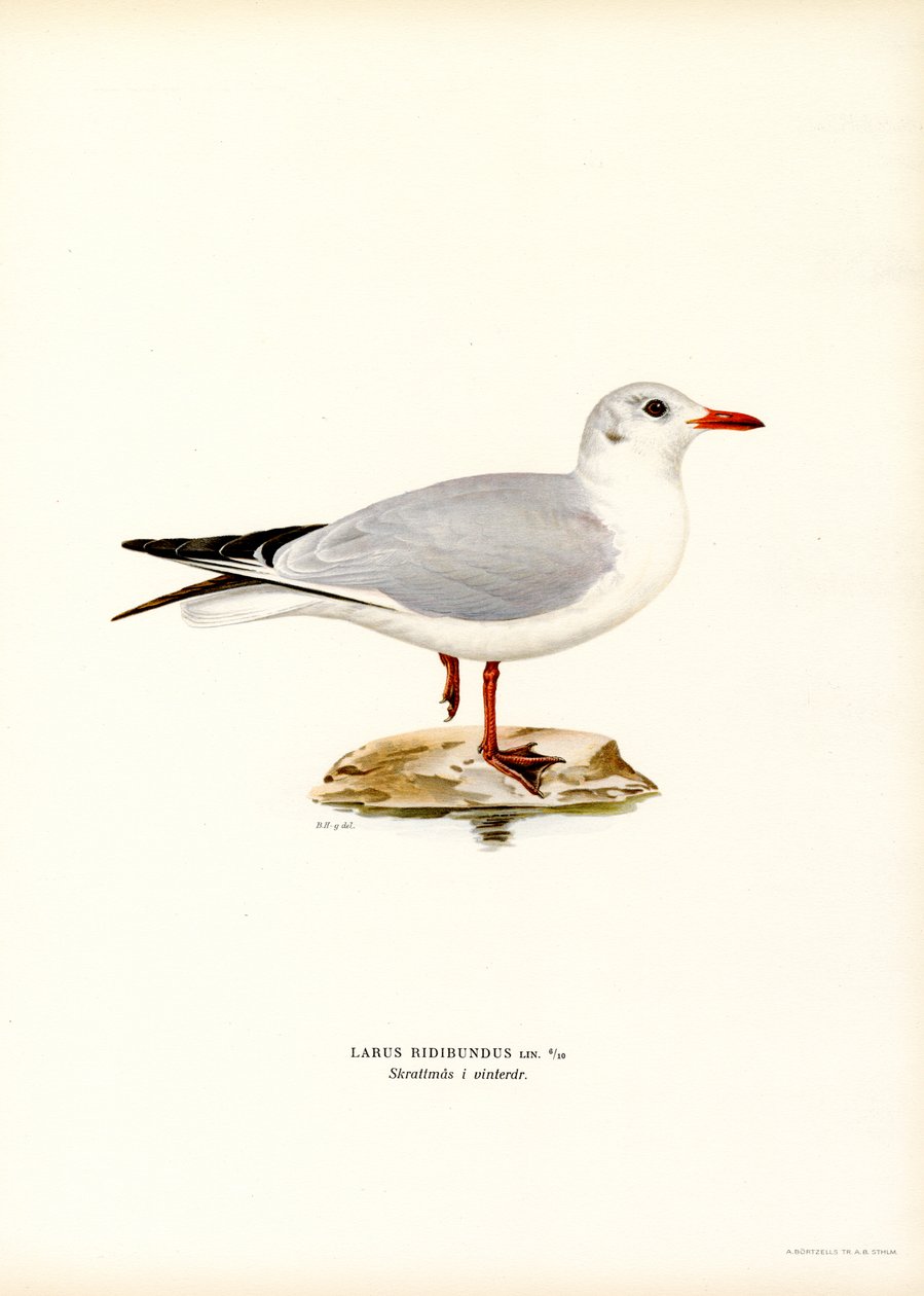 Kara başlı martı (renkli taş) by Magnus Ferdinand and Wilhelm von Wright