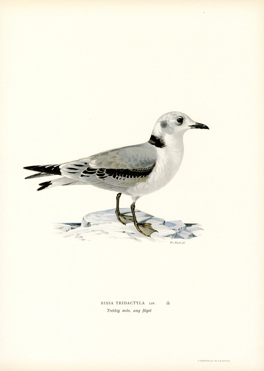 Kara bacaklı Kittiwake (renkli taş) by Magnus Ferdinand and Wilhelm von Wright