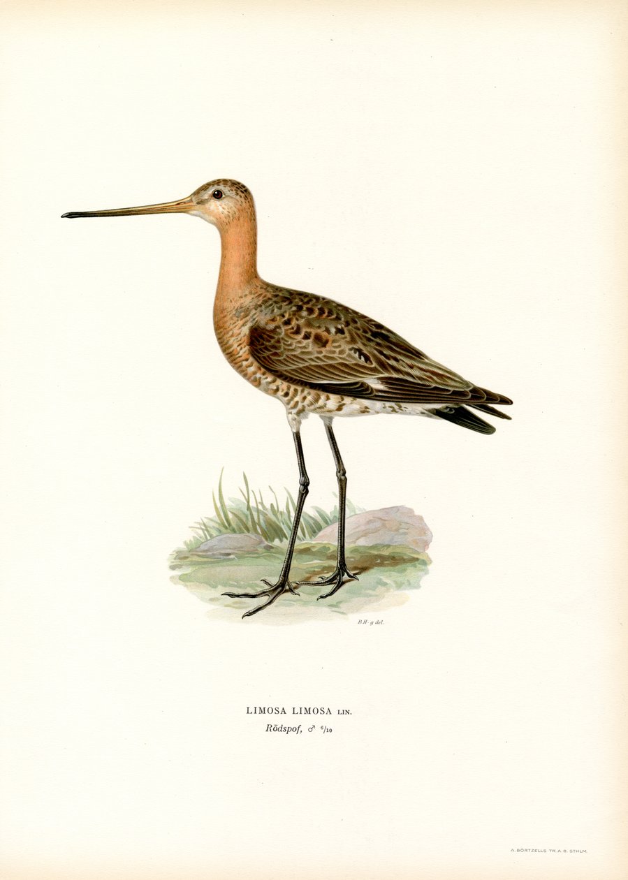 Kara kuyruklu Godwit (renkli taş) by Magnus Ferdinand and Wilhelm von Wright