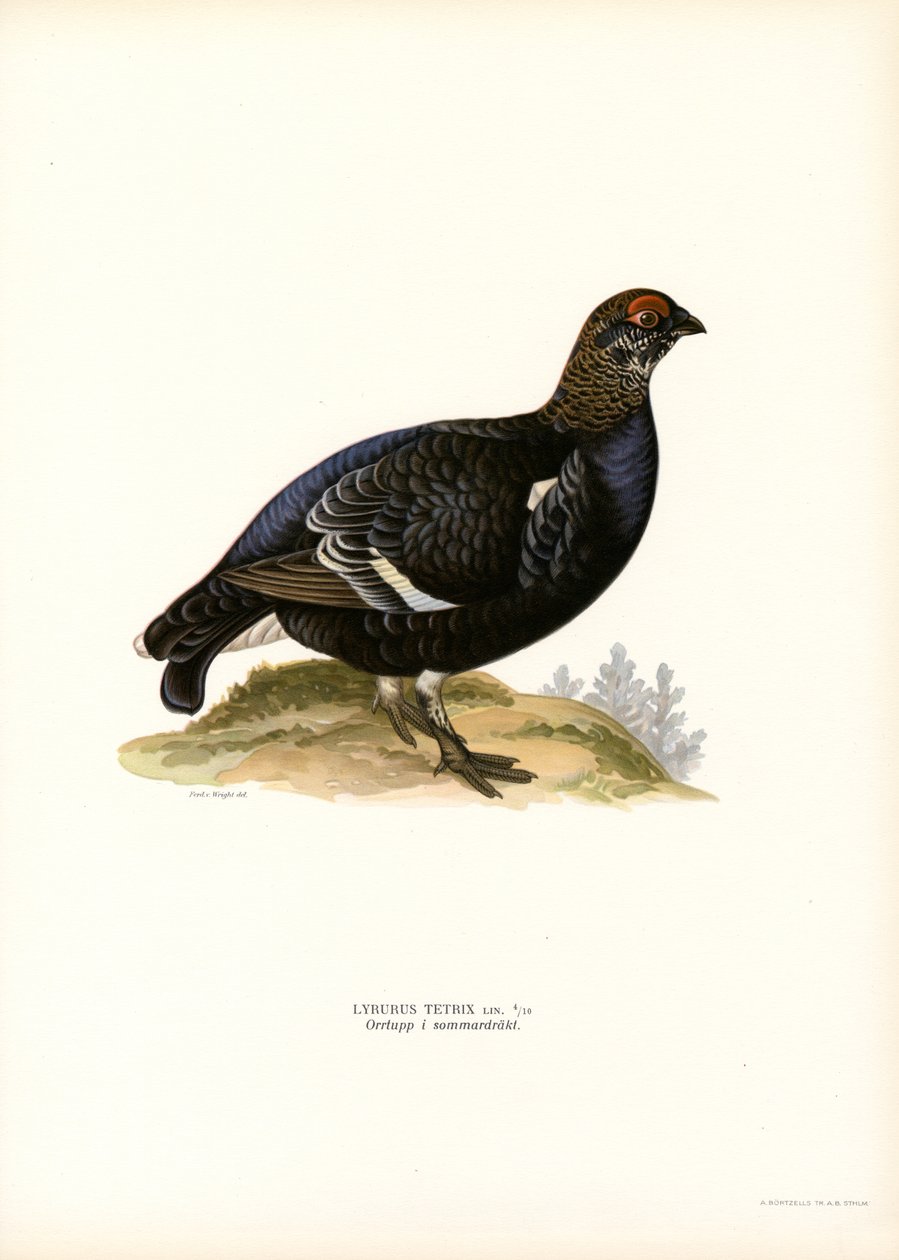 Kara Orman Tavuğu (renkli taş) by Magnus Ferdinand and Wilhelm von Wright