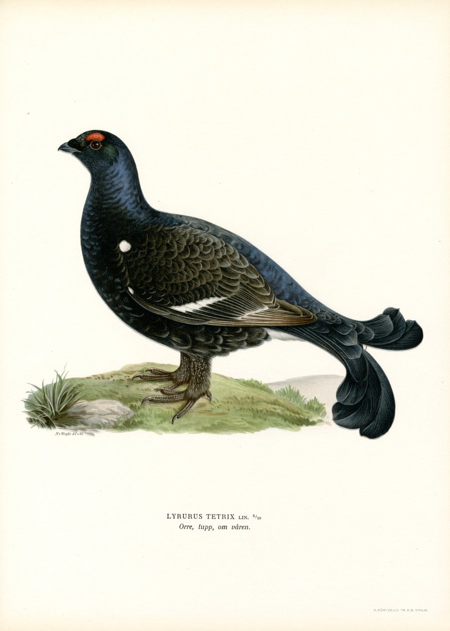 Kara Orman Tavuğu (renkli taş) by Magnus Ferdinand and Wilhelm von Wright