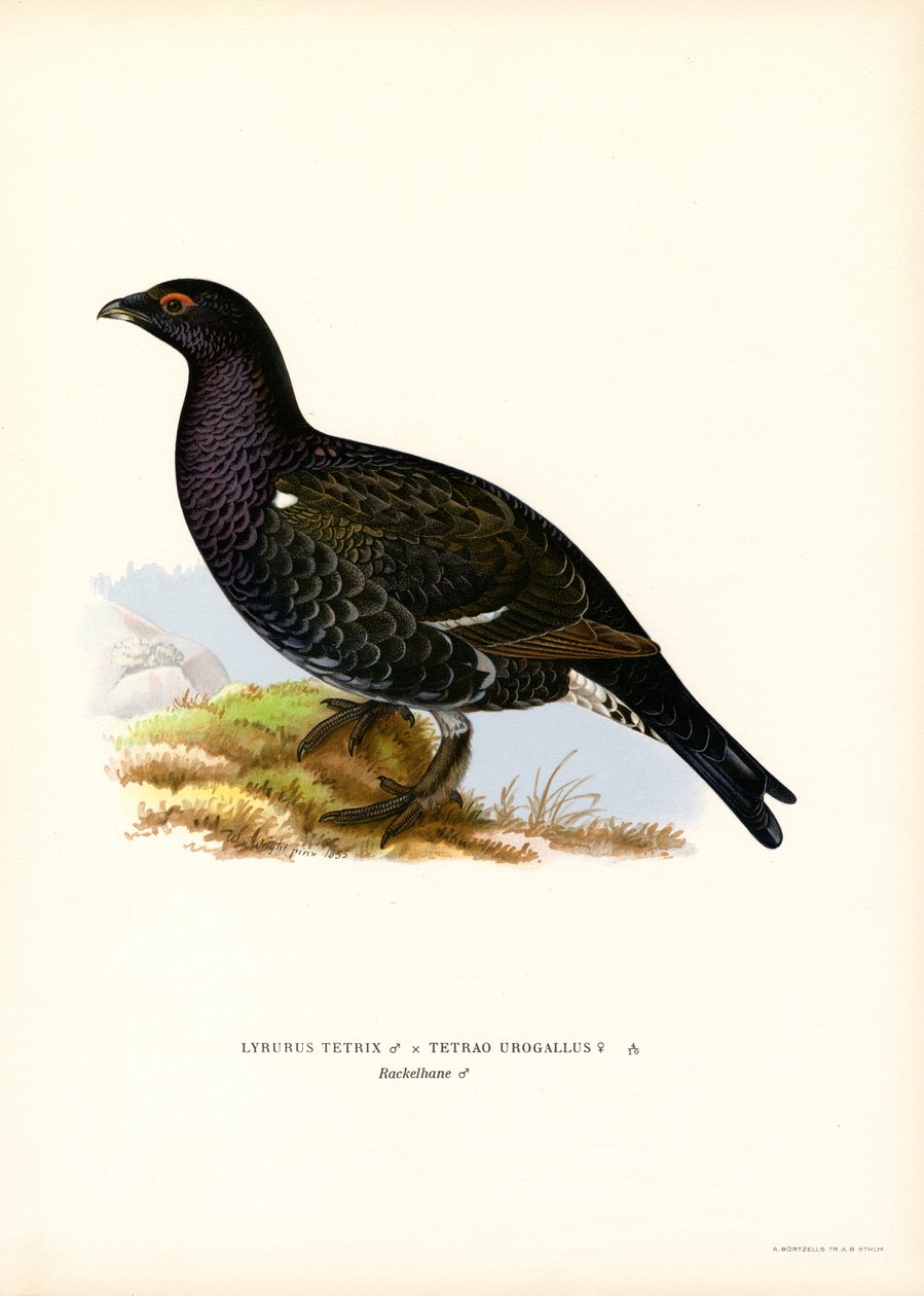 Kara Orman Tavuğu, Batı Capercaillie (renkli taş) by Magnus Ferdinand and Wilhelm von Wright