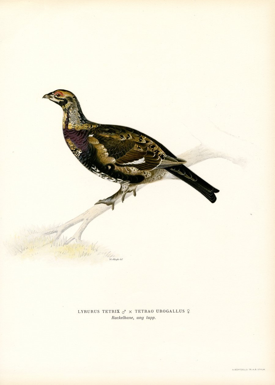 Kara Orman Tavuğu x Batı Capercaillie (renkli taş) by Magnus Ferdinand and Wilhelm von Wright
