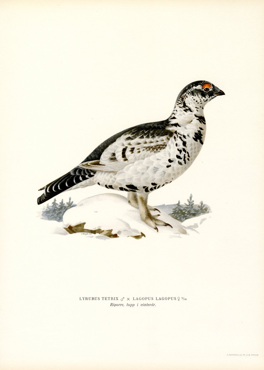 Kara Orman Tavuğu x Söğüt Ptarmigan (renkli taş) by Magnus Ferdinand and Wilhelm von Wright