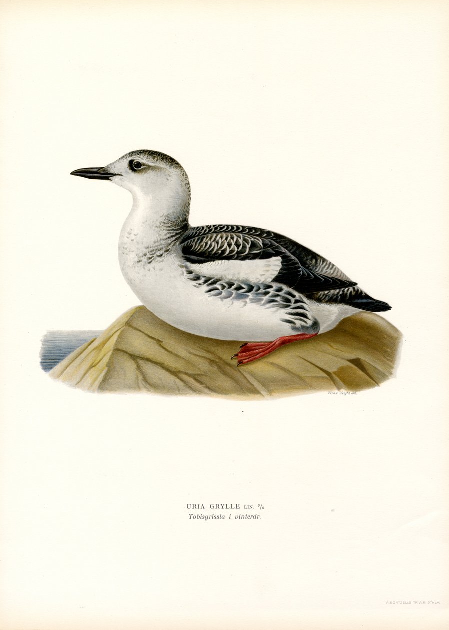 Siyah Guillemot (renkli taş) by Magnus Ferdinand and Wilhelm von Wright