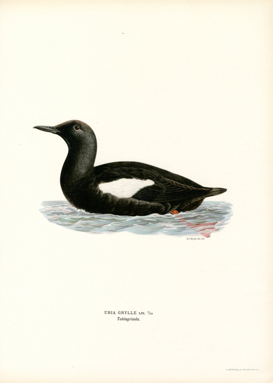 Siyah Guillemot (renkli lito) by Magnus Ferdinand and Wilhelm von Wright