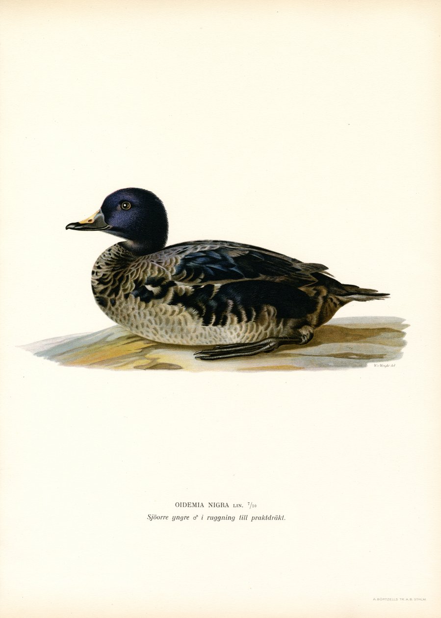 Kara Scoter (renkli taş) by Magnus Ferdinand and Wilhelm von Wright