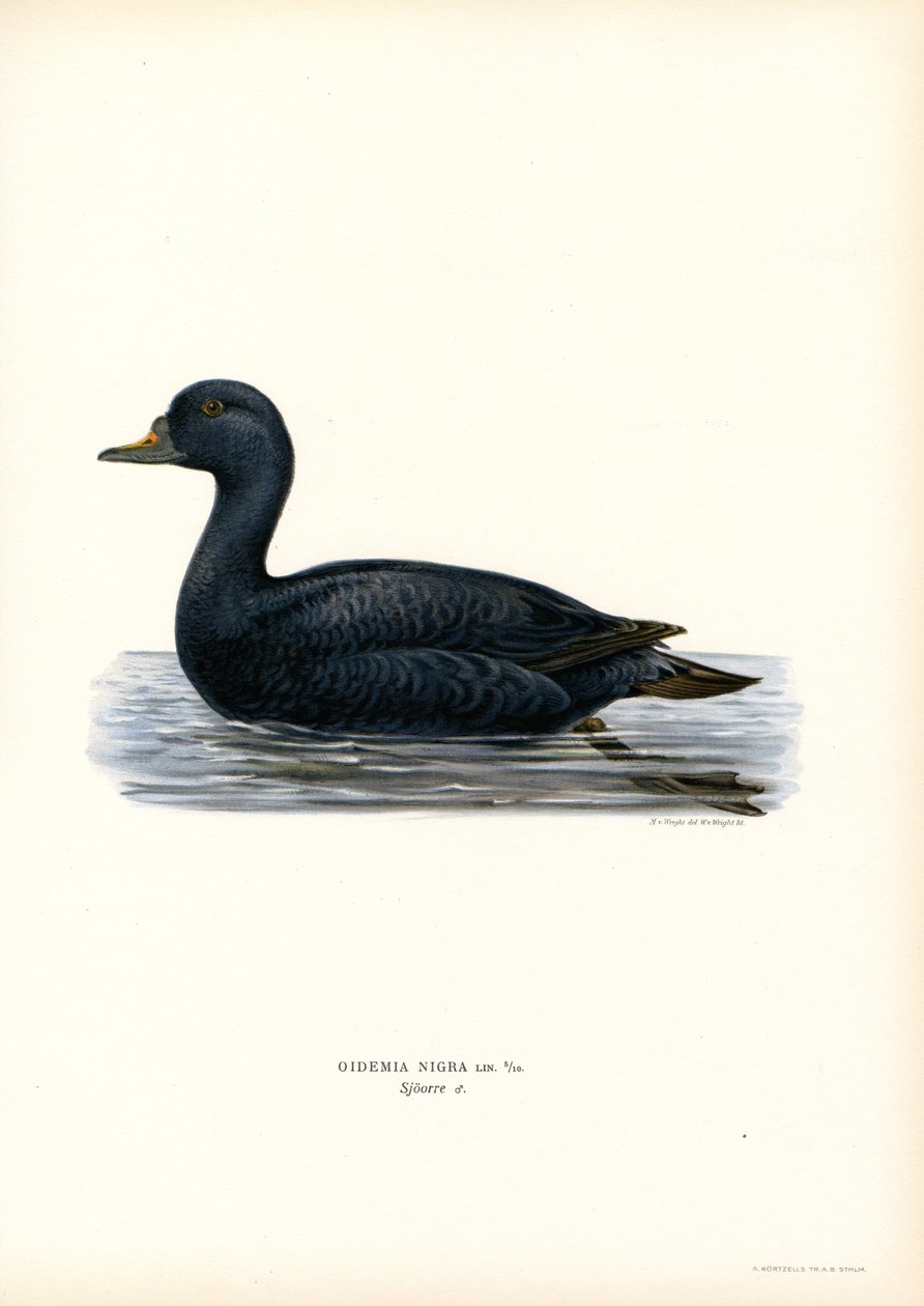 Kara Scoter (renkli taş) by Magnus Ferdinand and Wilhelm von Wright