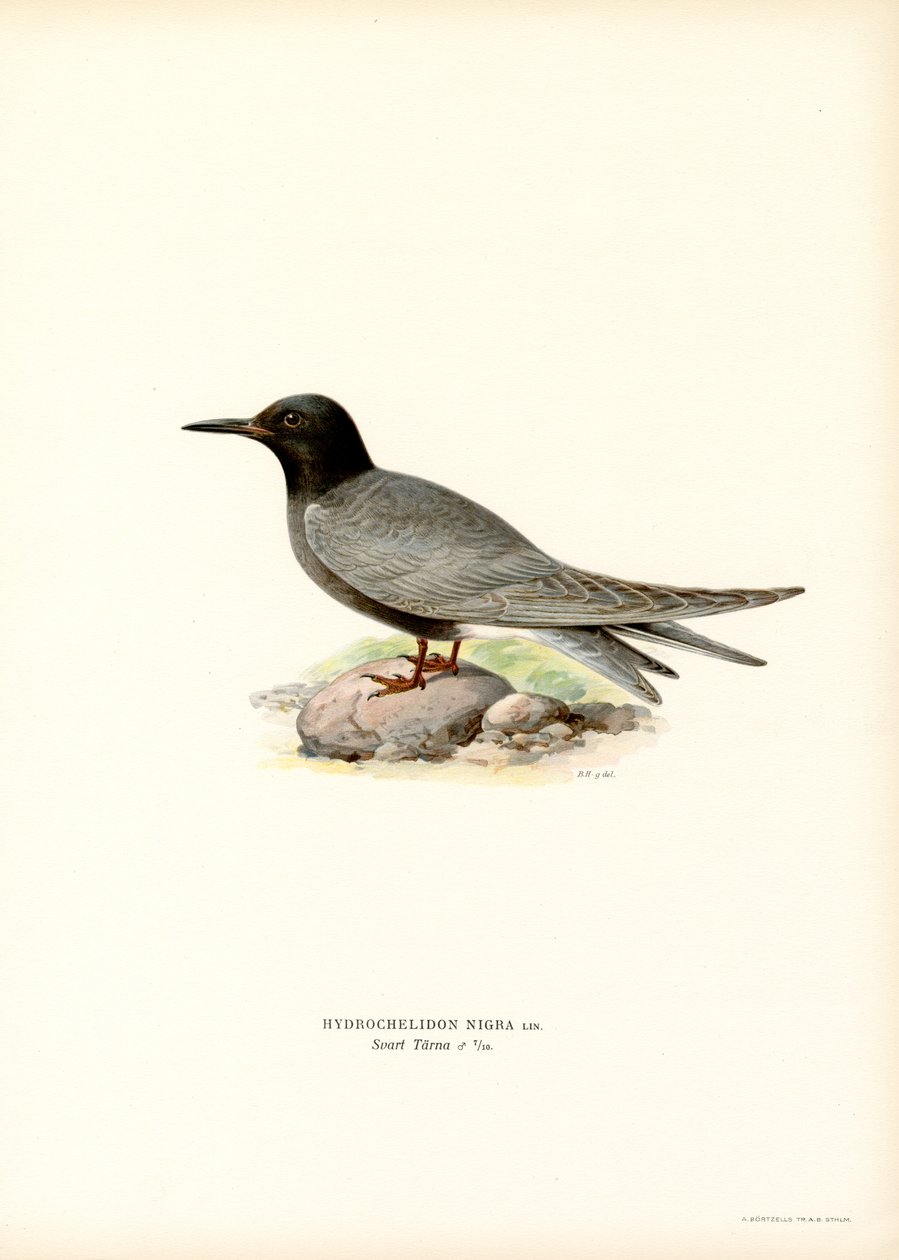Kara Sumru (renkli taş) by Magnus Ferdinand and Wilhelm von Wright