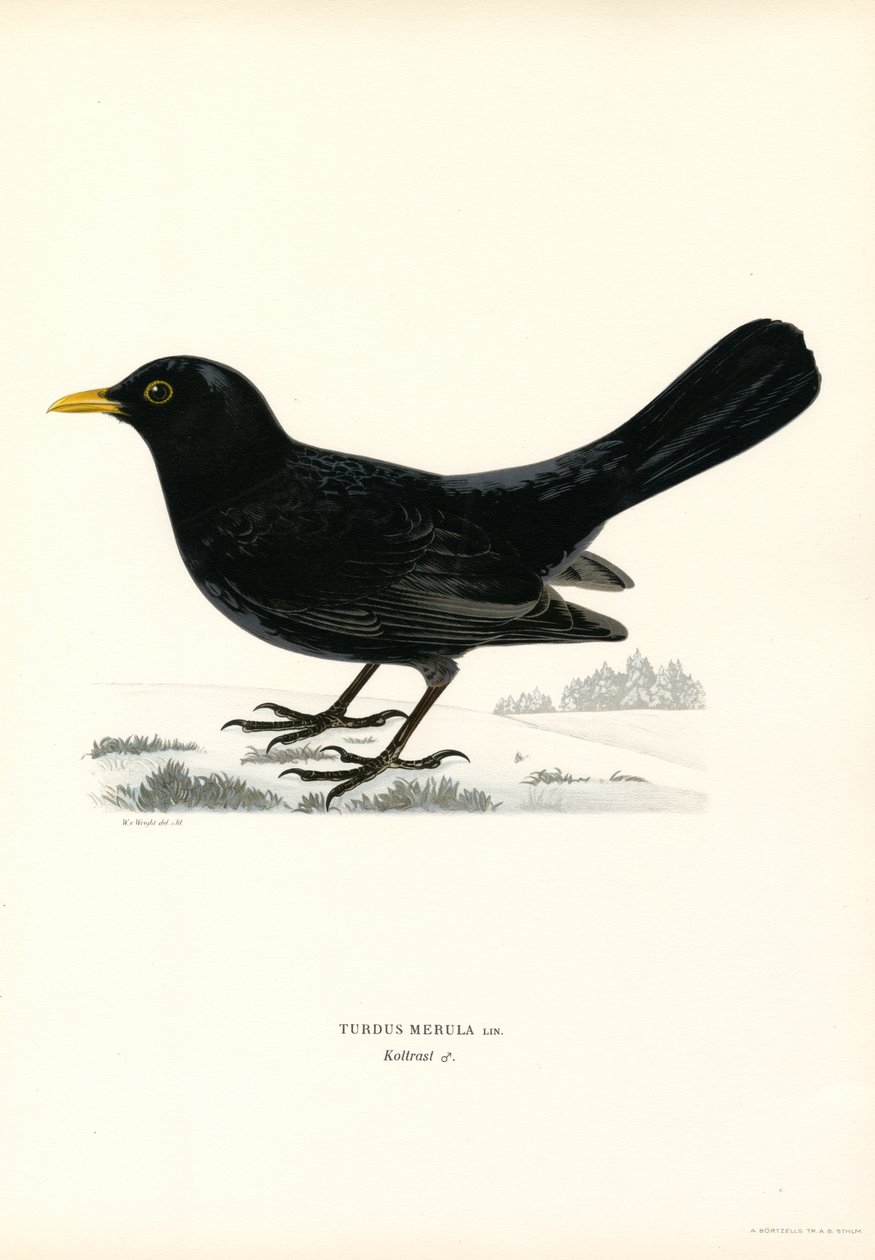 Karatavuk (renkli taş) by Magnus Ferdinand and Wilhelm von Wright