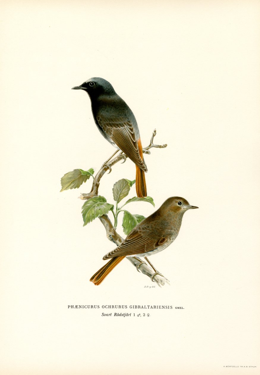 Blackstart (renkli taş) by Magnus Ferdinand and Wilhelm von Wright