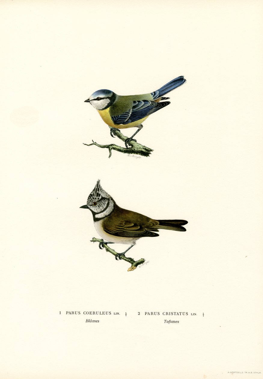 Mavi Baştankara (renkli taş) by Magnus Ferdinand and Wilhelm von Wright