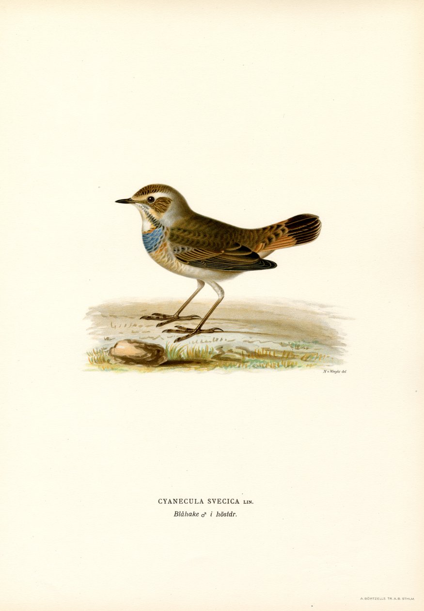 Bluethroat (renkli taş) by Magnus Ferdinand and Wilhelm von Wright