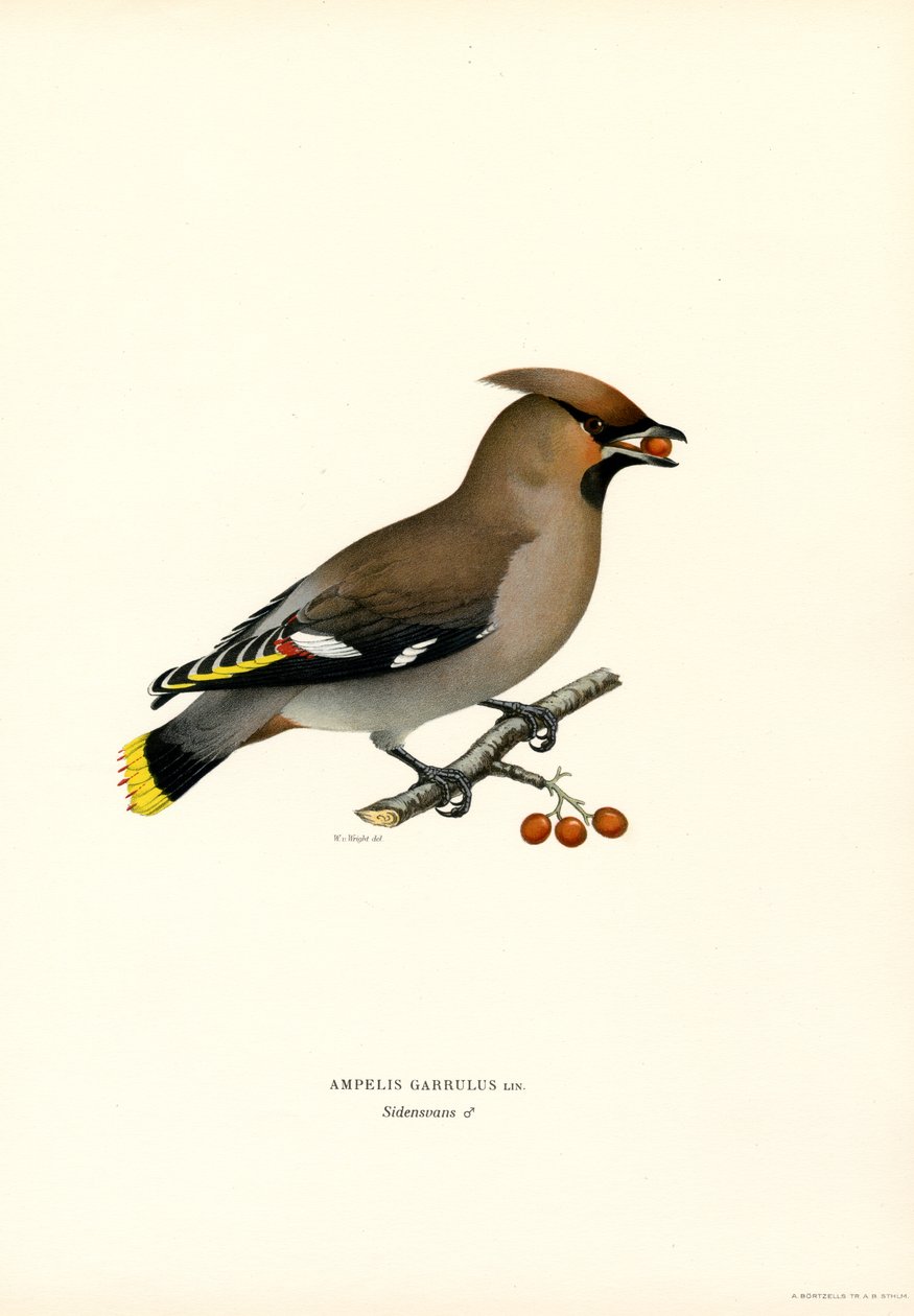 Bohem Ağda (renk üyeleri) by Magnus Ferdinand and Wilhelm von Wright