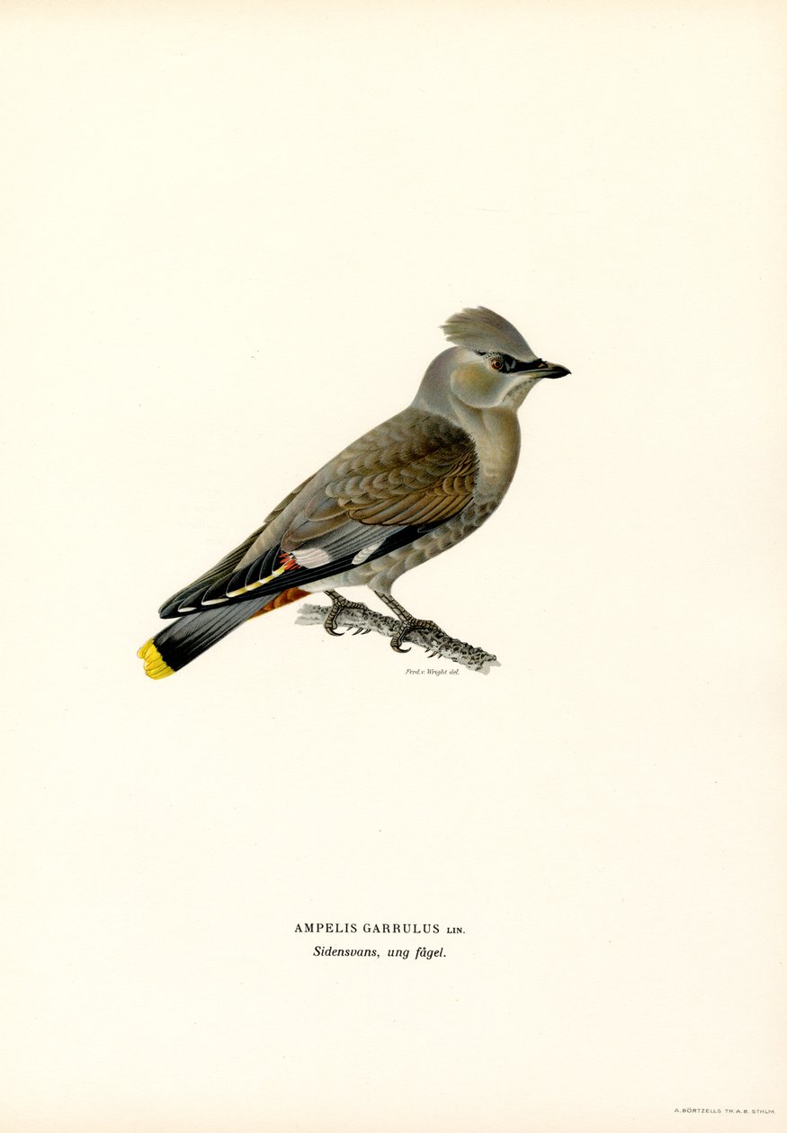 Bohem Ağda (renk üyeleri) by Magnus Ferdinand and Wilhelm von Wright