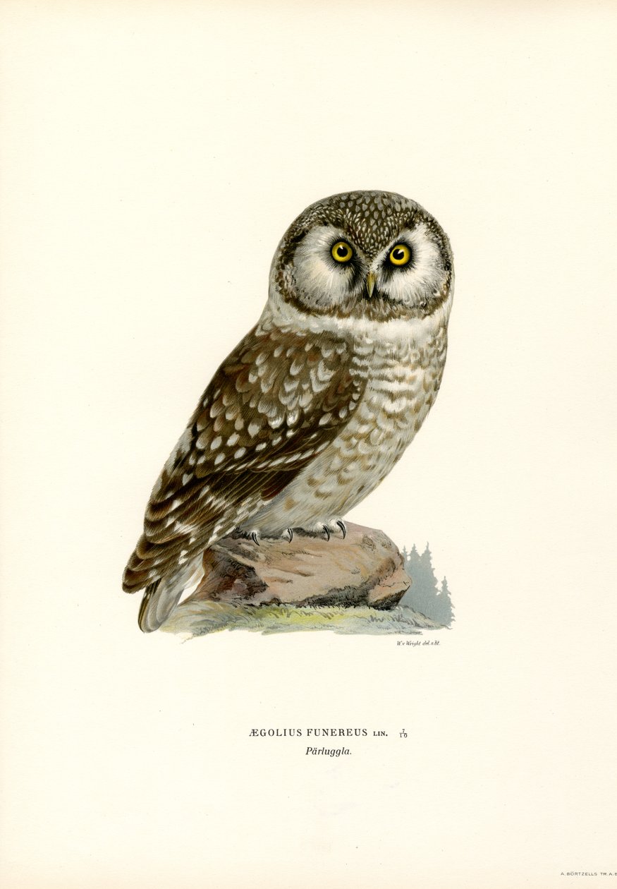 Boreal Owl (renkli taş) by Magnus Ferdinand and Wilhelm von Wright