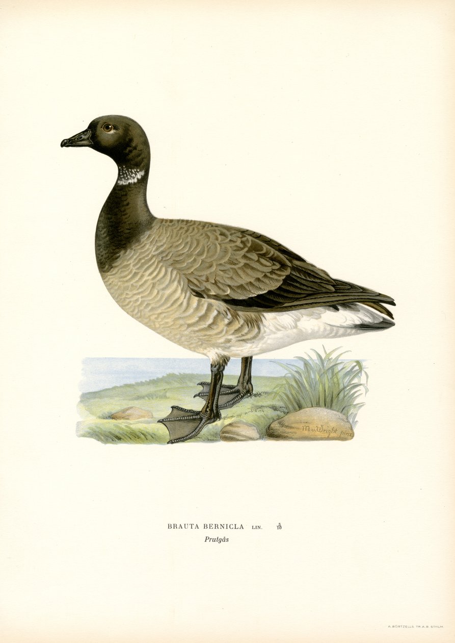 Brant Kazı (renkli lito) by Magnus Ferdinand and Wilhelm von Wright