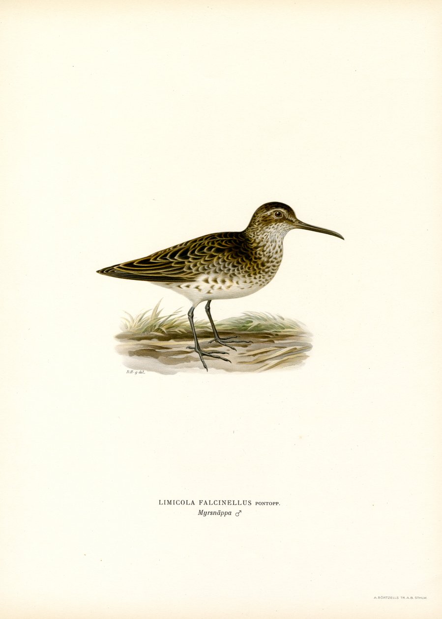 Geniş gagalı Sandpiper (renkli lito) by Magnus Ferdinand and Wilhelm von Wright