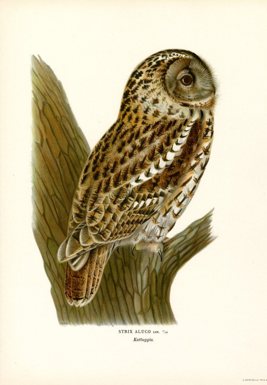 Kahverengi Baykuş (renkli taş) by Magnus Ferdinand and Wilhelm von Wright