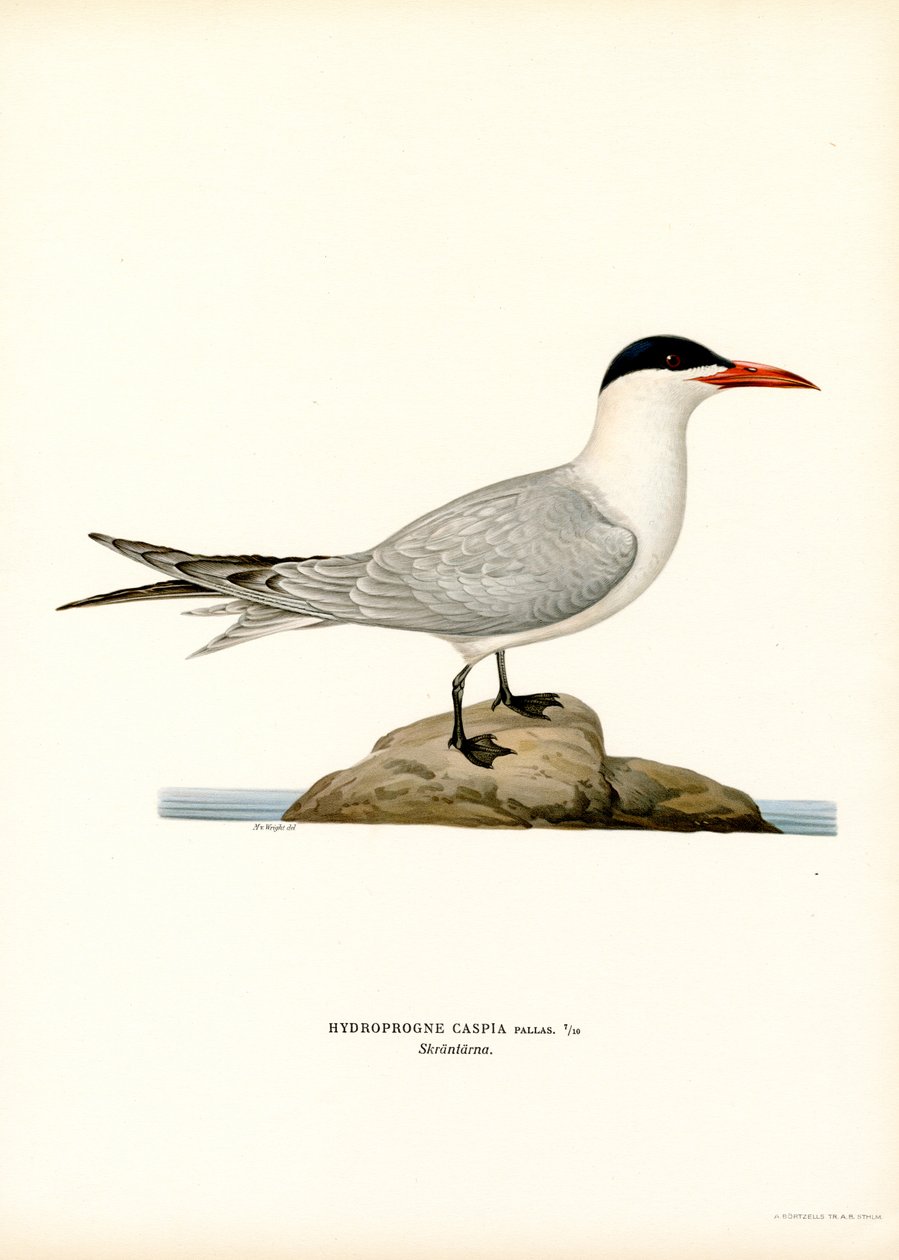 Hazar sumru (renkli lito) by Magnus Ferdinand and Wilhelm von Wright