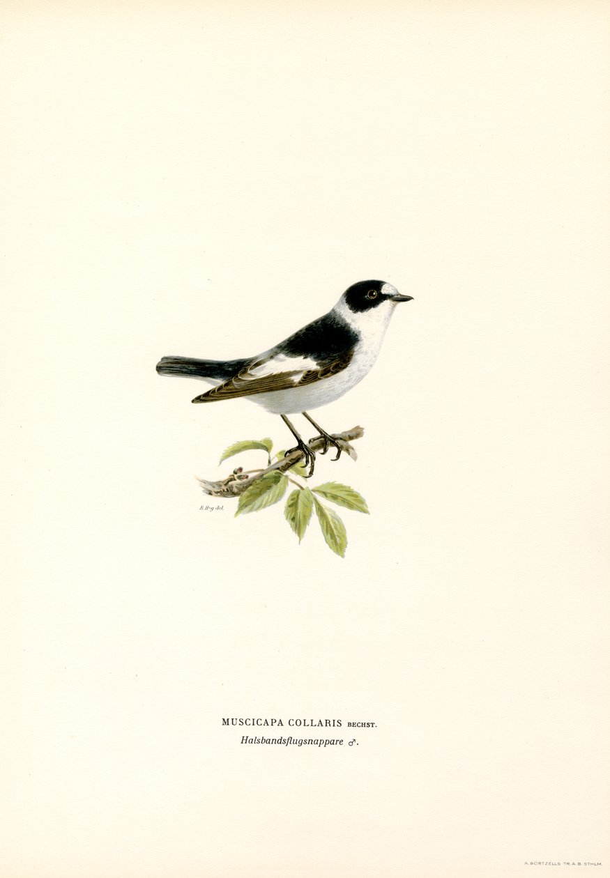 Yakalı Sinekkapan (renkli taş) by Magnus Ferdinand and Wilhelm von Wright