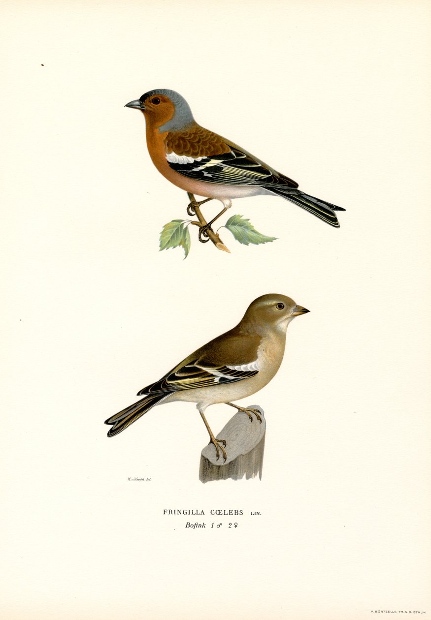 Ortak ispinoz (renkli lito) by Magnus Ferdinand and Wilhelm von Wright