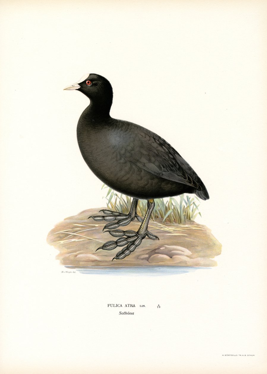 Ortak Coot (renkli lito) by Magnus Ferdinand and Wilhelm von Wright
