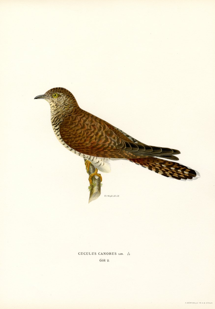 Adi guguk kuşu (renkli lito) by Magnus Ferdinand and Wilhelm von Wright