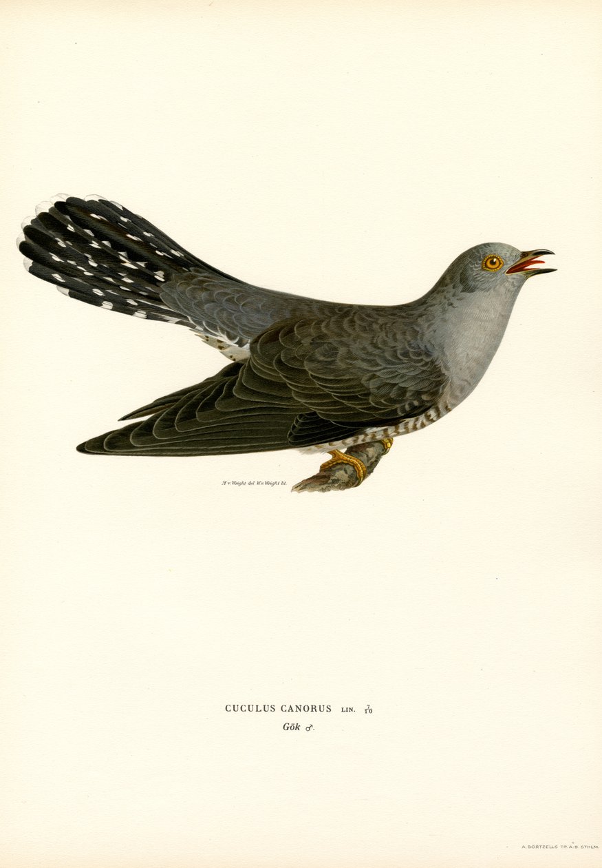 Adi guguk kuşu (renkli lito) by Magnus Ferdinand and Wilhelm von Wright