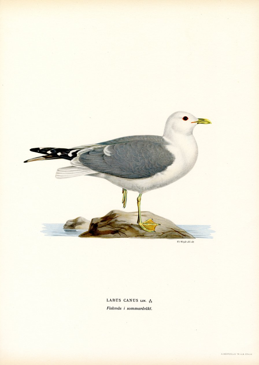Ortak Martı (renkli lito) by Magnus Ferdinand and Wilhelm von Wright