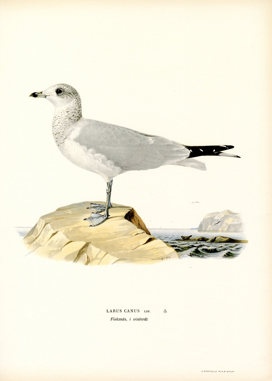 Ortak Martı (renkli lito) by Magnus Ferdinand and Wilhelm von Wright