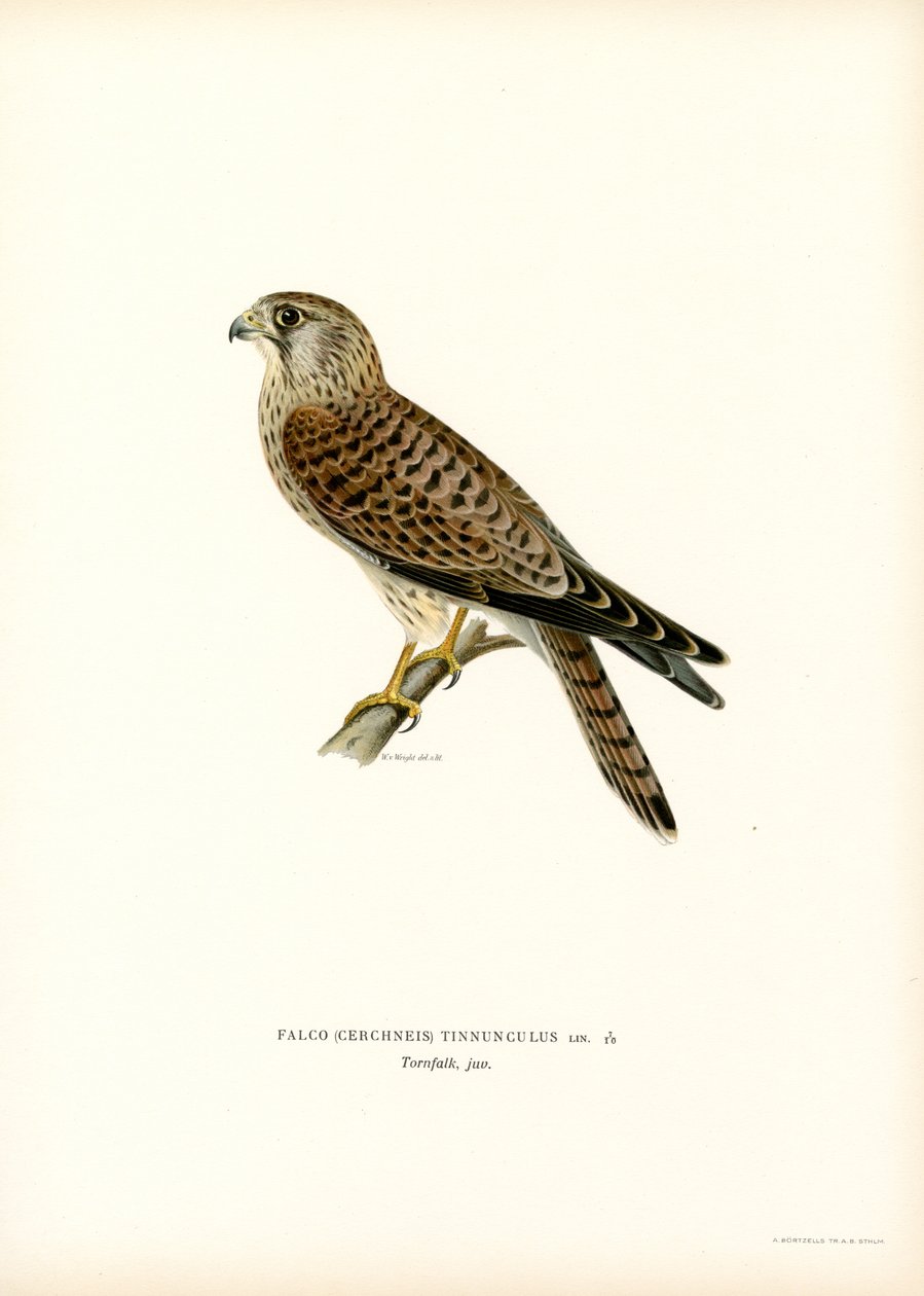 Kerkenez (renkli taş) by Magnus Ferdinand and Wilhelm von Wright