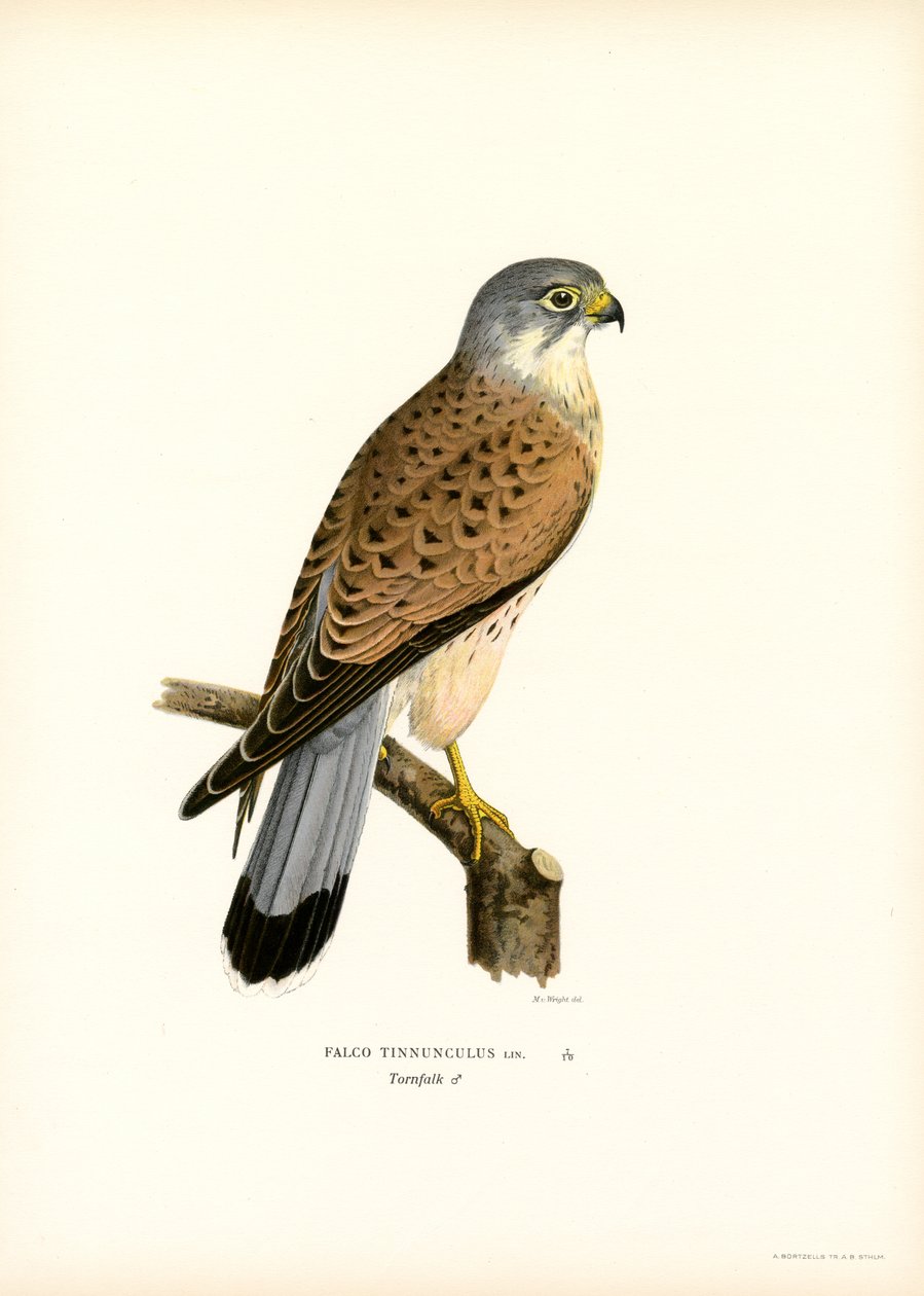 Kerkenez (renkli taş) by Magnus Ferdinand and Wilhelm von Wright