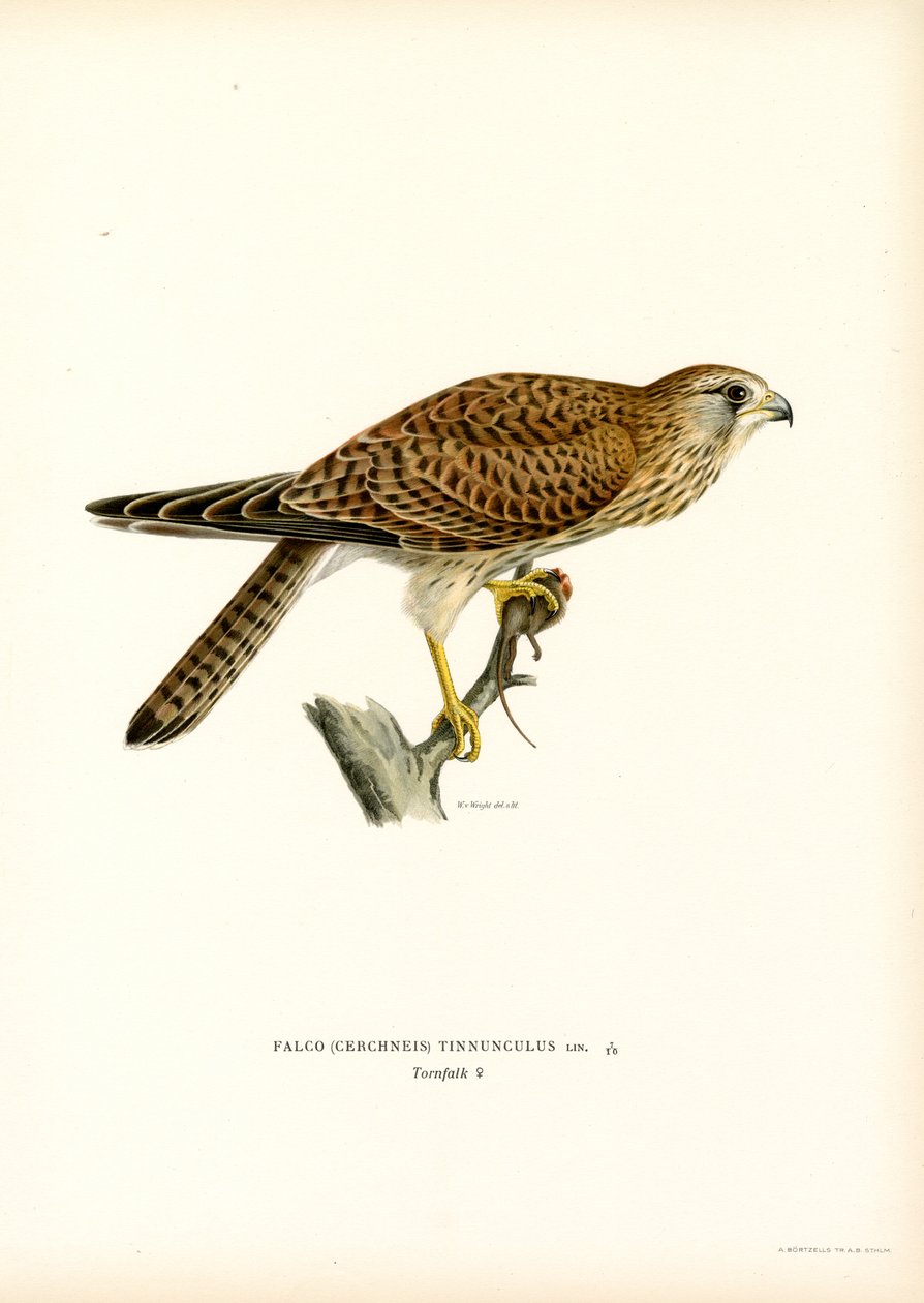 Kerkenez (renkli taş) by Magnus Ferdinand and Wilhelm von Wright