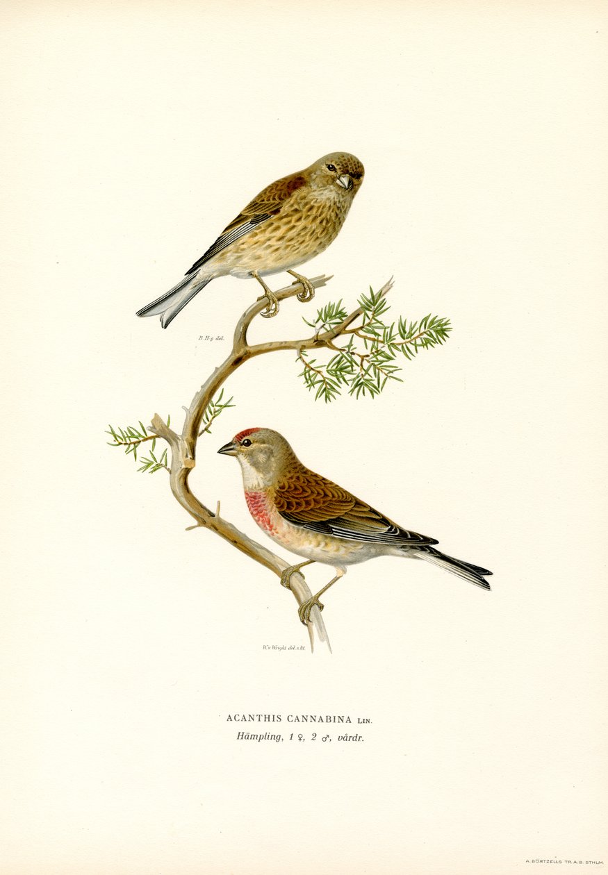Ortak Linnet (renkli lito) by Magnus Ferdinand and Wilhelm von Wright
