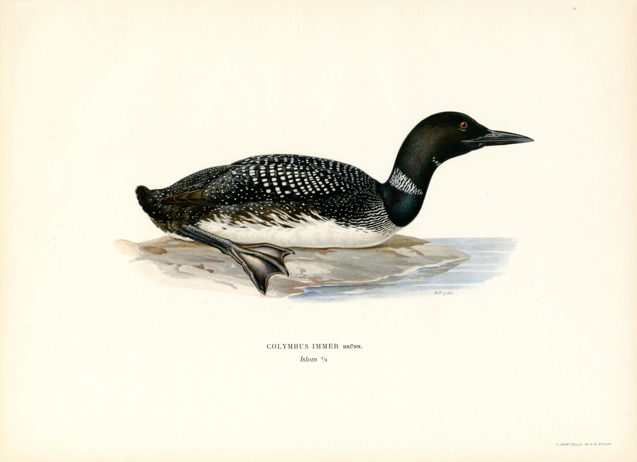 Ortak Loon (renkli taş) by Magnus Ferdinand and Wilhelm von Wright